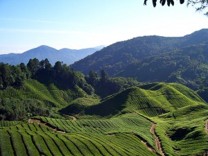 A view of tea in the Cameron Highlands, Malaysia.