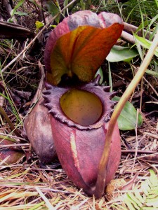 Large lower pitcher of ''Nepenthes rajah''.